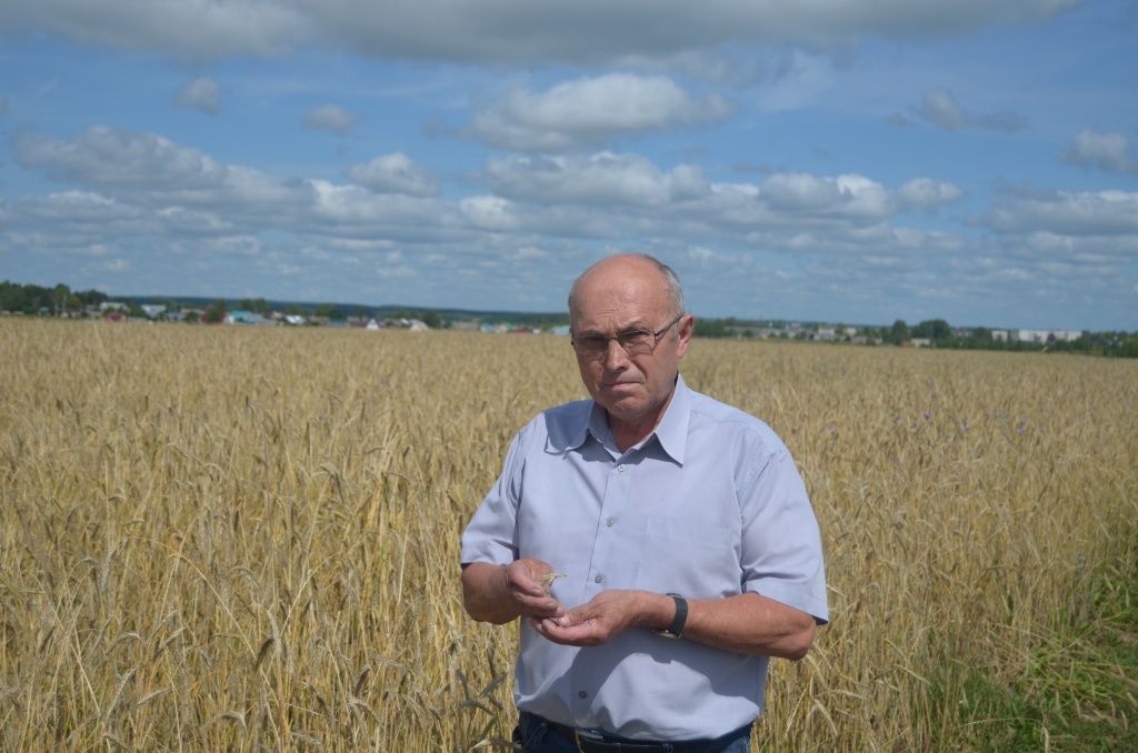 Аркадий Новиков хозяйство рассчитывает получить нынче 18 тысяч тонн зерна.JPG
