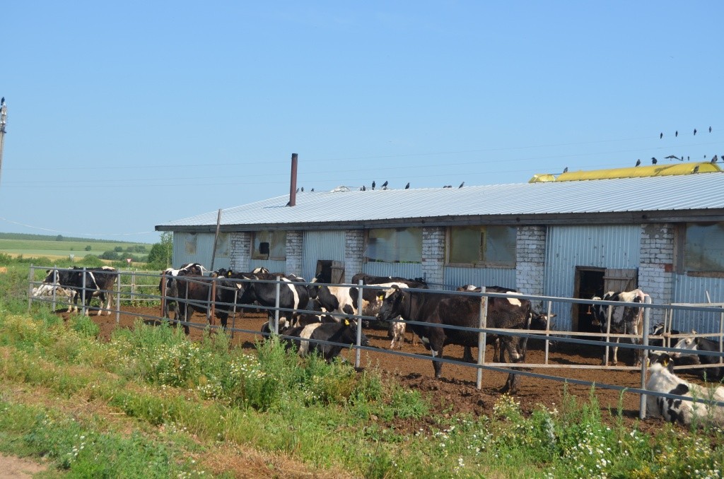 Вместо долгого выпаса на полях и лугах теперь двухчасовый променад в выгульном дворике.JPG