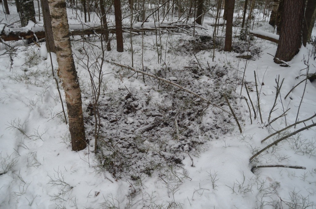 Эти свежевырытые ямы дело пятаков кабанов - они роются в земле в поисках корешков.jpg