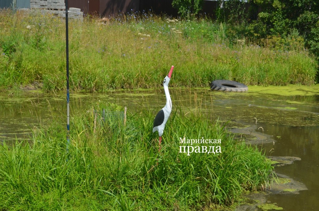 Этот аист поселился на островке поселкового пруда 1.jpg