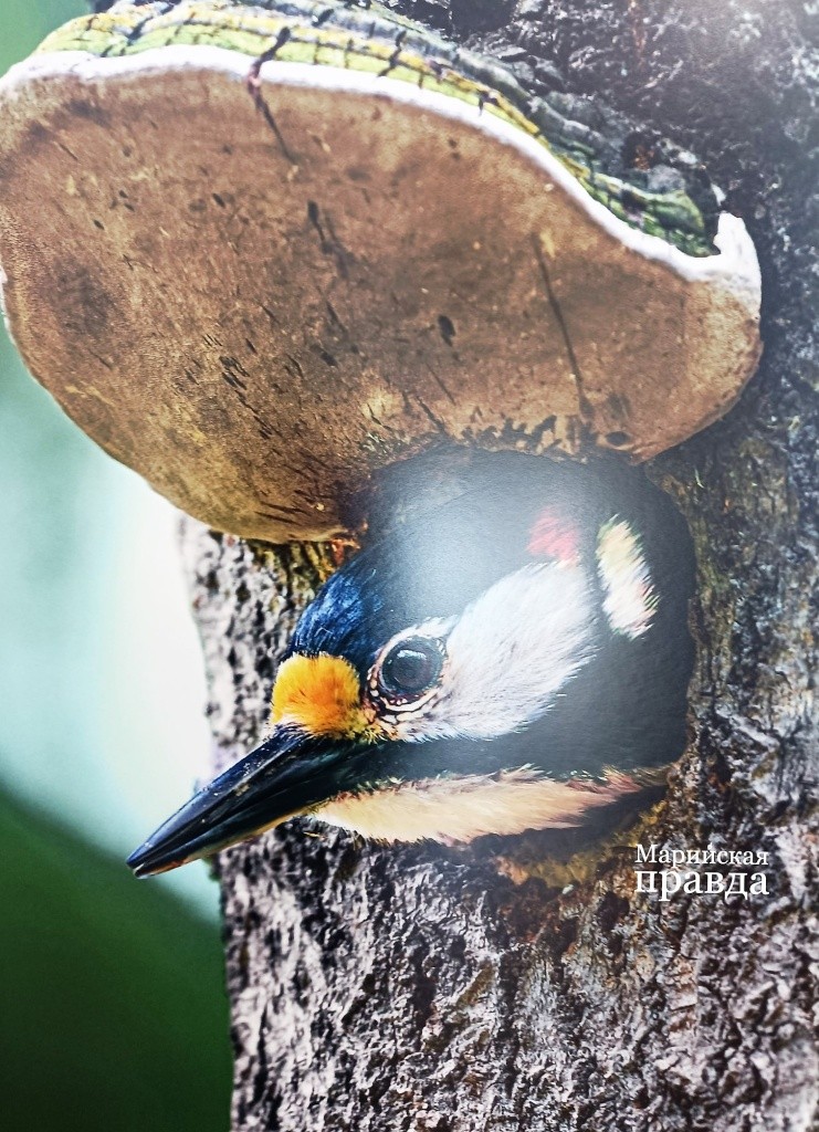 Дупло повышенной комфорности. Фото МАрины Оленевой.jpg