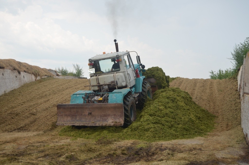 Идет трамбовка зеленой массы.JPG