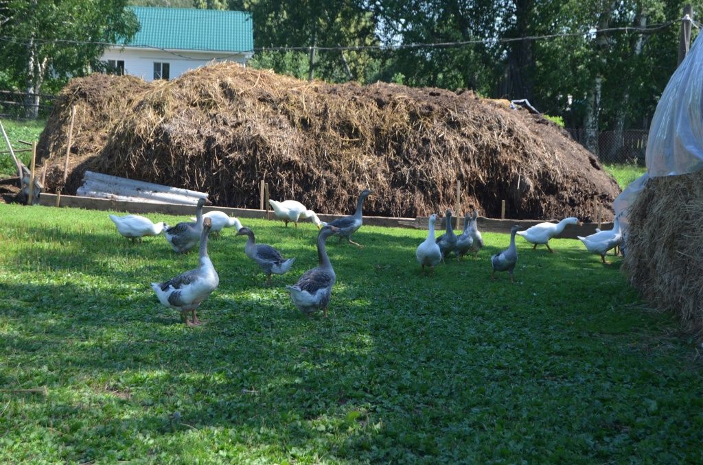 Какой только птицы нет на подворье у Макаровых куры, гуси и даже индюки.JPG