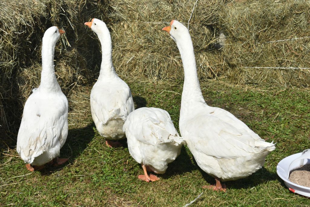 Ярмарка в Кремле 