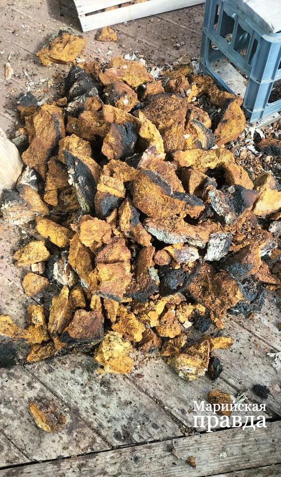 Так выглядит измельченная и очищенная чага 1.png