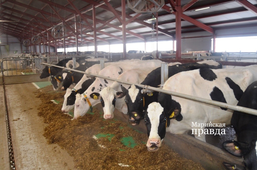 Взглянув на цветущий вид коров, становится понятно, что ветеринары со своей задачей справляются..jpg