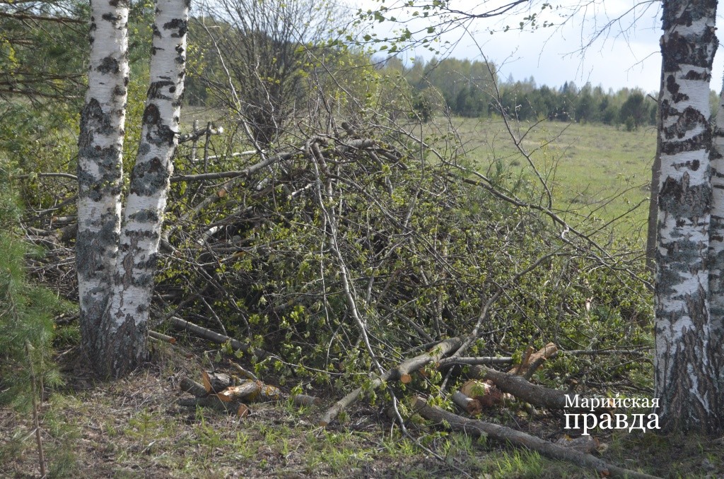 Сначала пришлось вырубить расползшуюся древесную растительность. Сначала пришлось вырубить расползшуюся древесную растительность..jpg