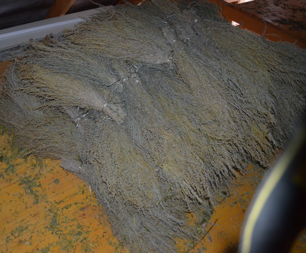 Полынь пользуется очень большим спросом.jpg