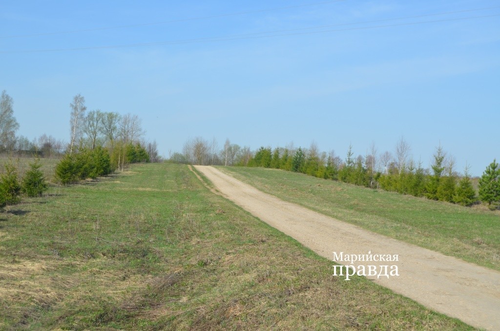 Чтобы дорогу в деревню не переметало снегом, лопсолинцы с обеих сторон обсадили ее елочками1.jpg