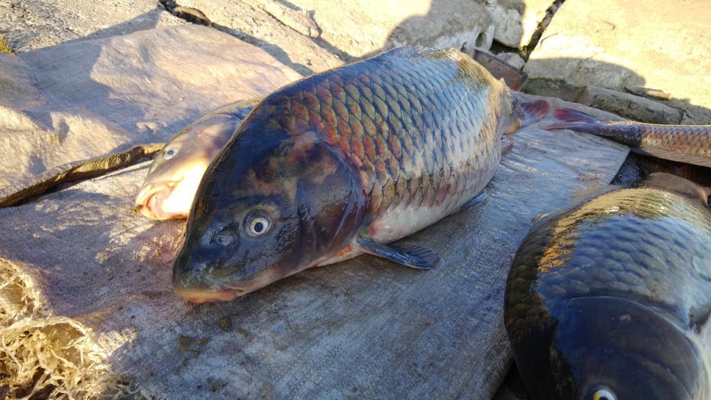 Сазан 10,5 кг был пойман у Шалангуша Денисом.jpg