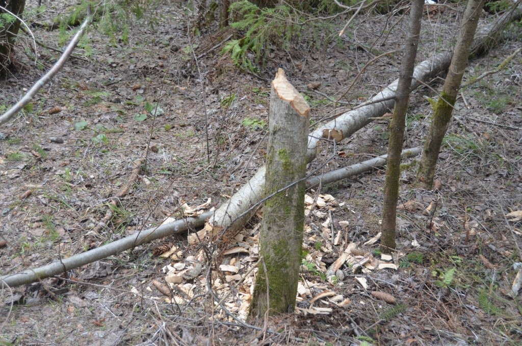 Работа бобров. Работа бобров.jpg