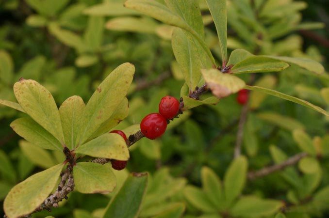 Волчье лыко