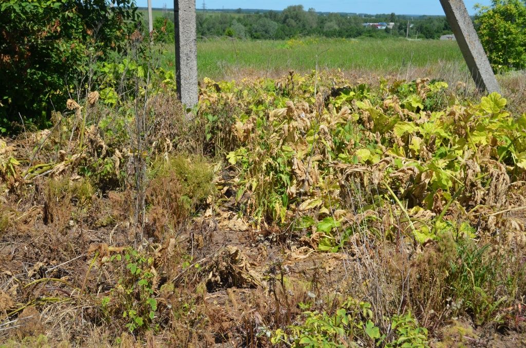 Эффект неплохой, но потребуется повторная обработка.JPG