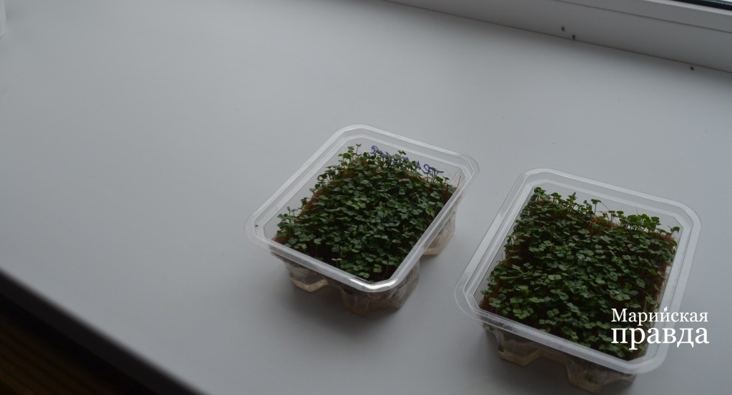 В умной тепличке ребята вместе со своей учительницей выращивают микрозелень..jpg