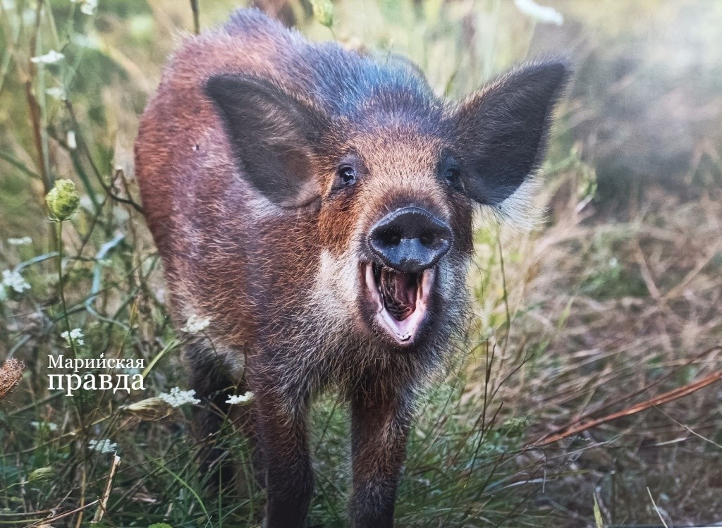 Замечательное фото под оригинальным названием Я так рад тебя видеть!.jpg