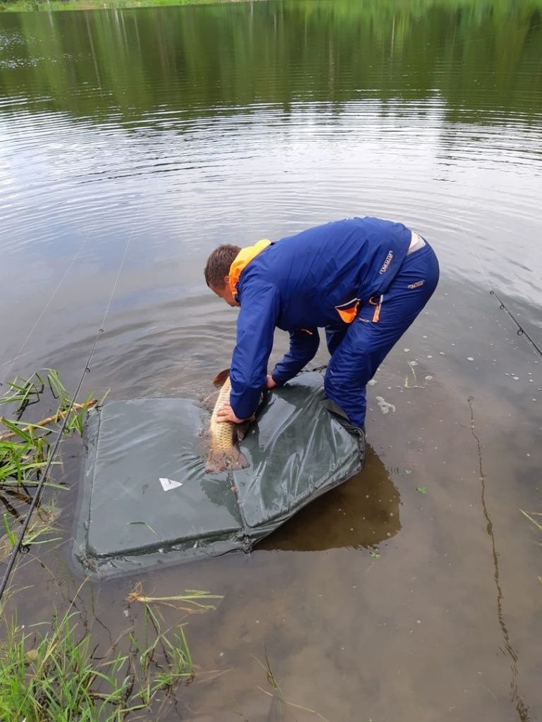 Все рыбины - одна за другой возвращаются домой - в пруд