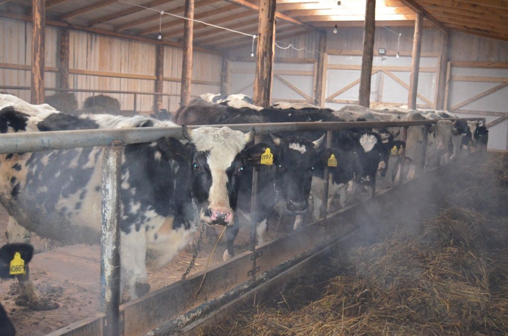 Эти нетели скоро станут мамами.JPG