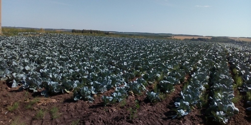 Капустное поле.jpg