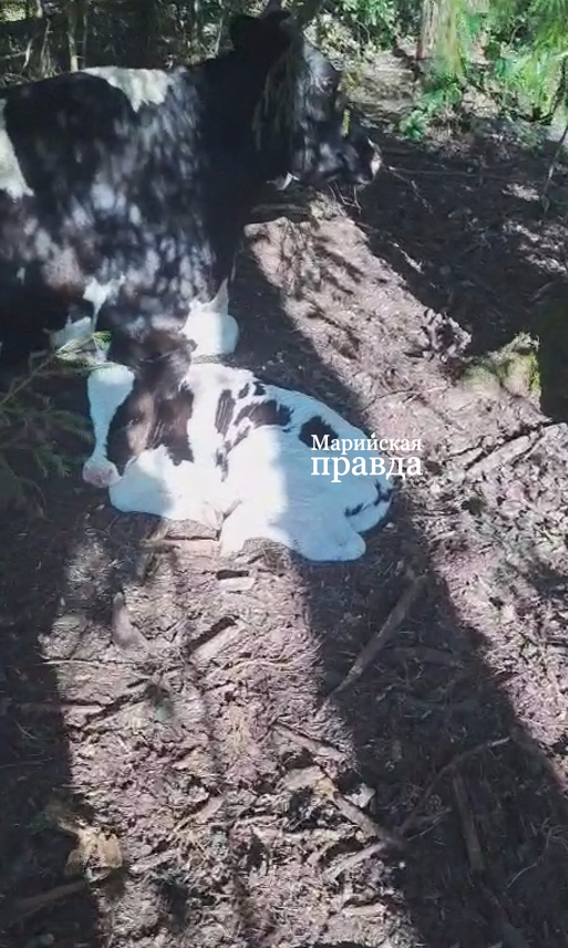 Ахмед Хасиев обнаружил Марусю в лесу с двумя малышами. Ахмед Хасиев обнаружил Марусю в лесу с двумя малышами 1.png