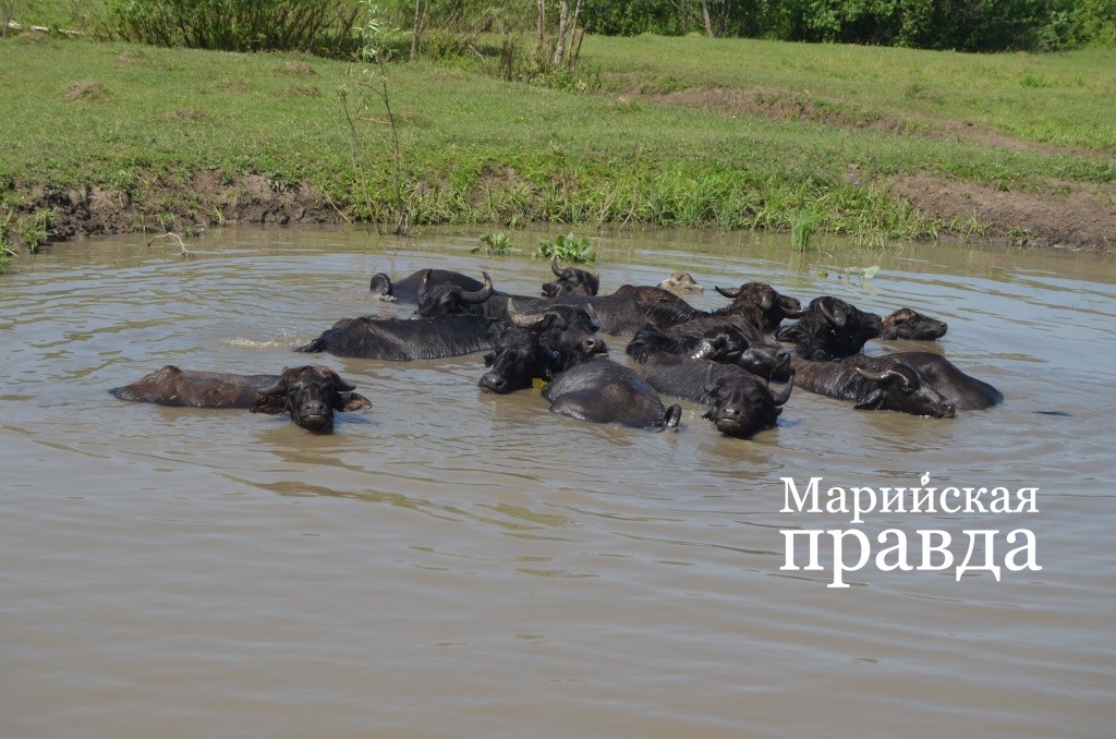 Стадо буйволов в этом заливе напомнило телевизионную картинку об отдыхающих в речке бегемотах..jpg