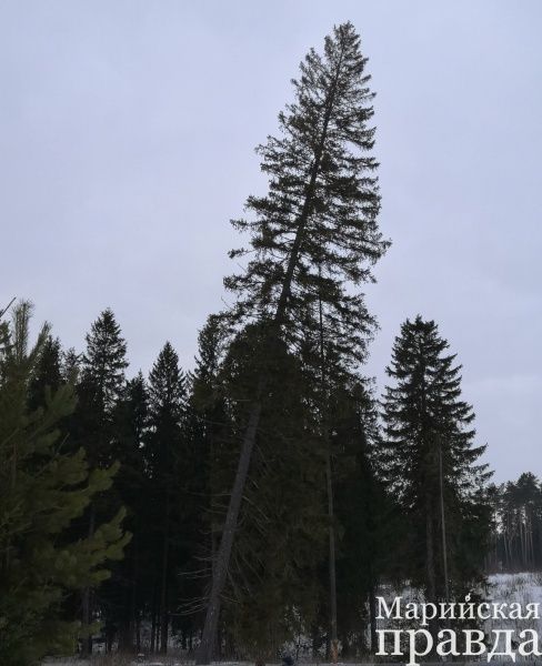 В таком положении, потихоньку наклоняясь, дерево простояло пару лет.jpg