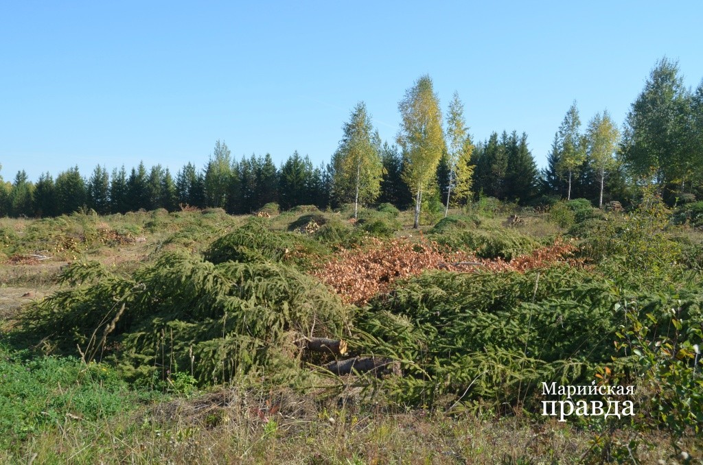 На территории кладбища сейчас сводят лес..jpg