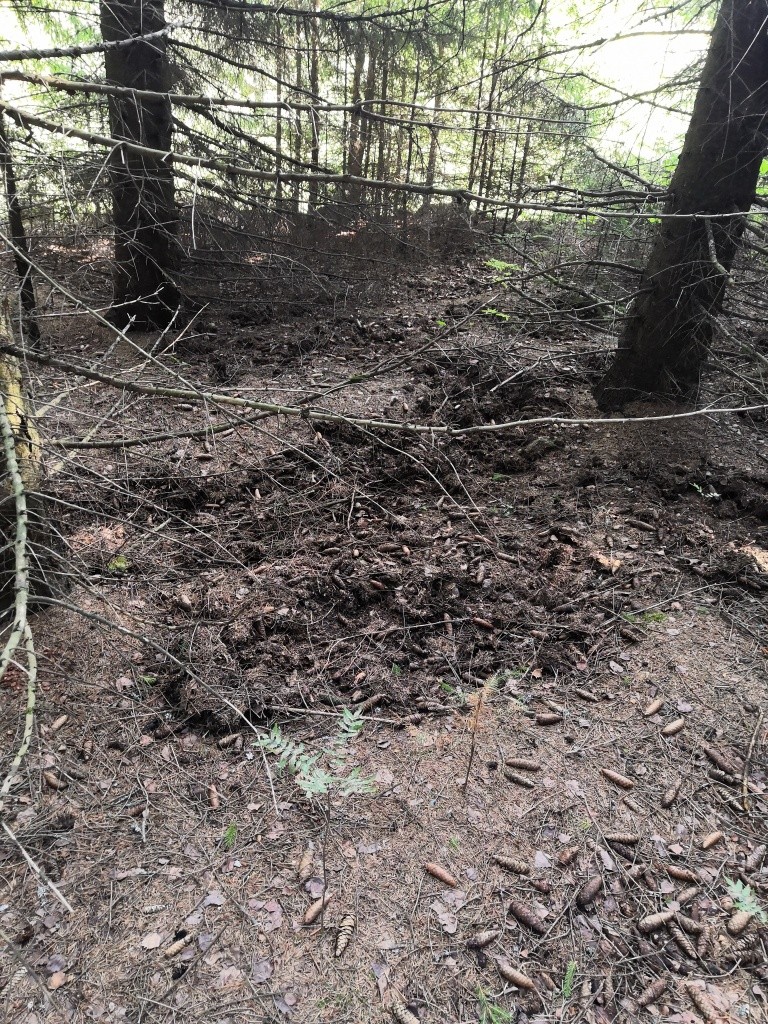 В лесах по пути следования кабанов изрыта вся подстилка.jpg