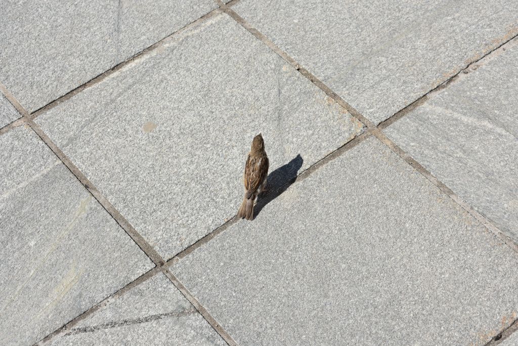 DSC_0362.JPG