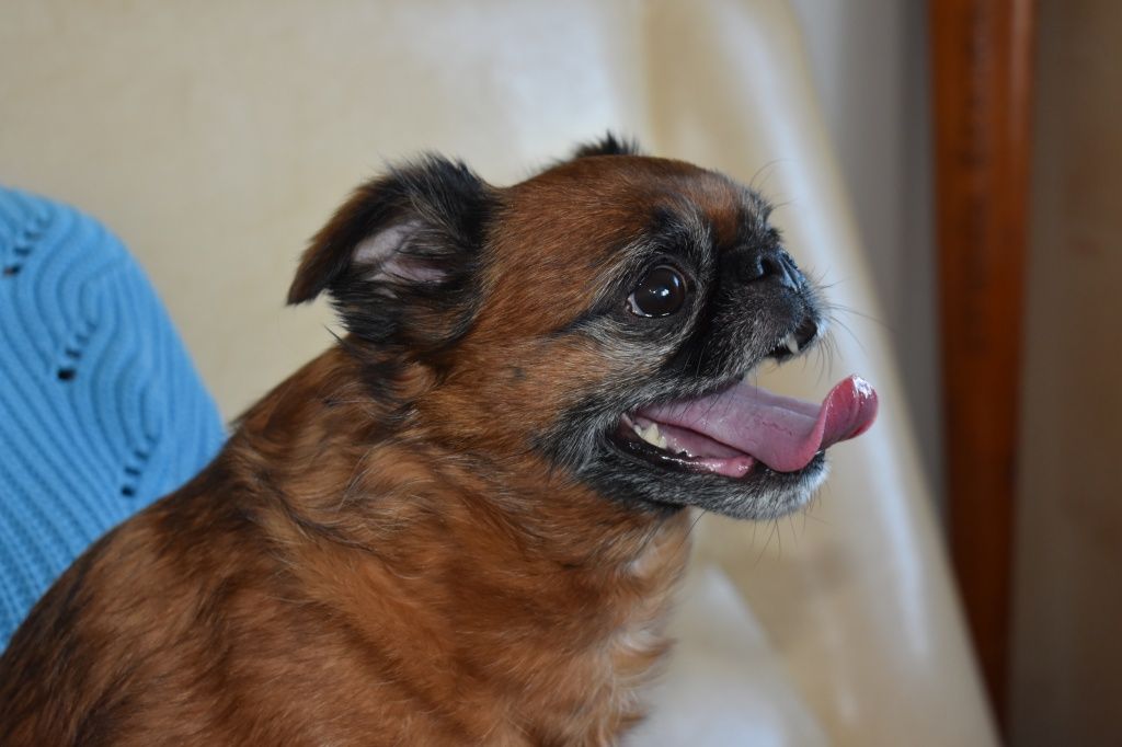 Гриффон 1.JPG