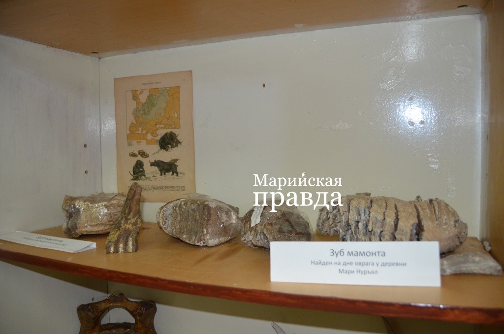 Эти зубы мамонта были найдены краеведом Валерием Михеевым в том самом овраге..jpg