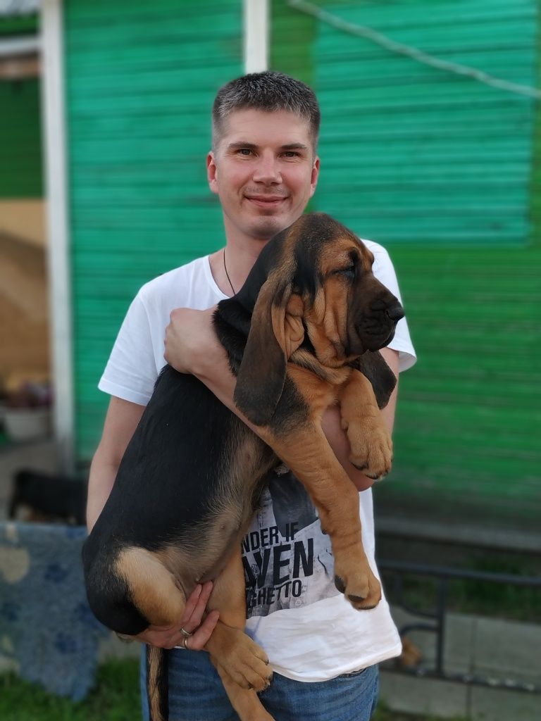 Бладхаунд 1.jpg
