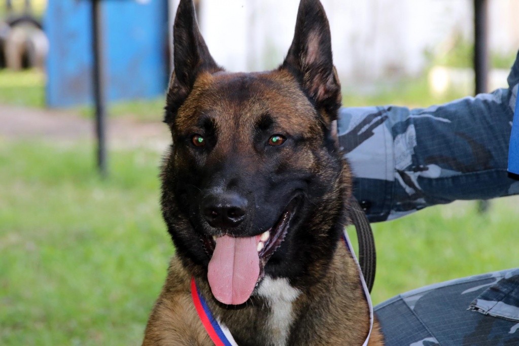 Соревнования кинологов УФСИН Марий Эл (10).jpg