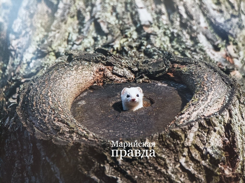 Нарочно не залезешь. Фото Марины Оленевой.jpg