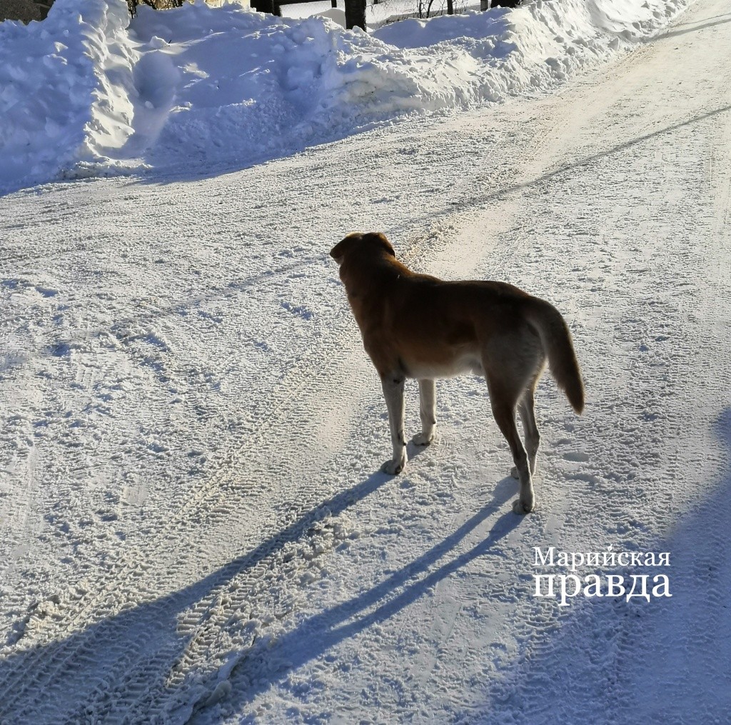 Встретить на улице собаку без хозяина - обычное дело..jpg