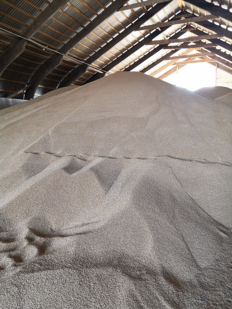 Зерно нового урожая в новом хранилище.jpg