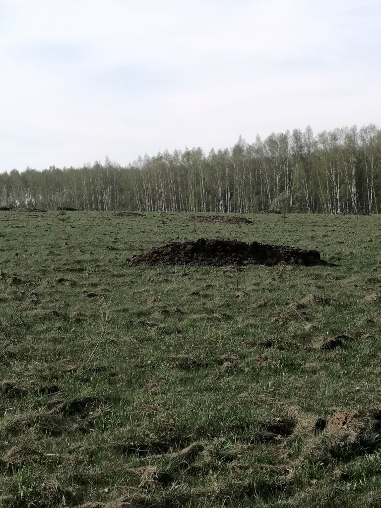 Бывает, навоз тащат прямо с полей.jpg