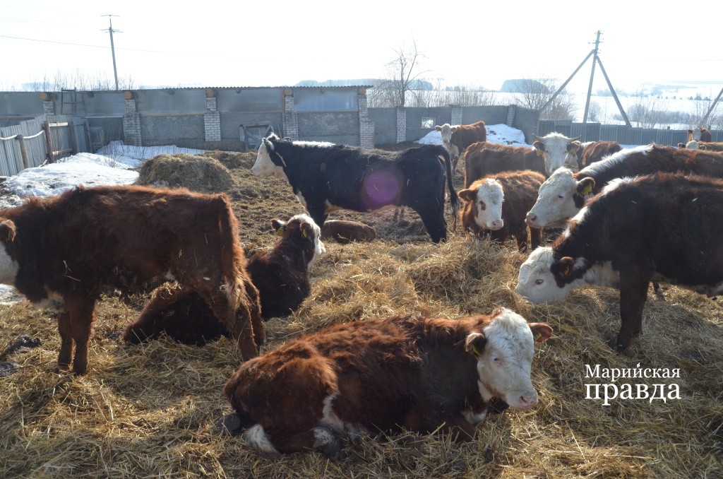 Герефорды круглый год живут под открытым небом..jpg