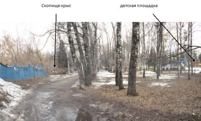 Где живут крысы.JPG