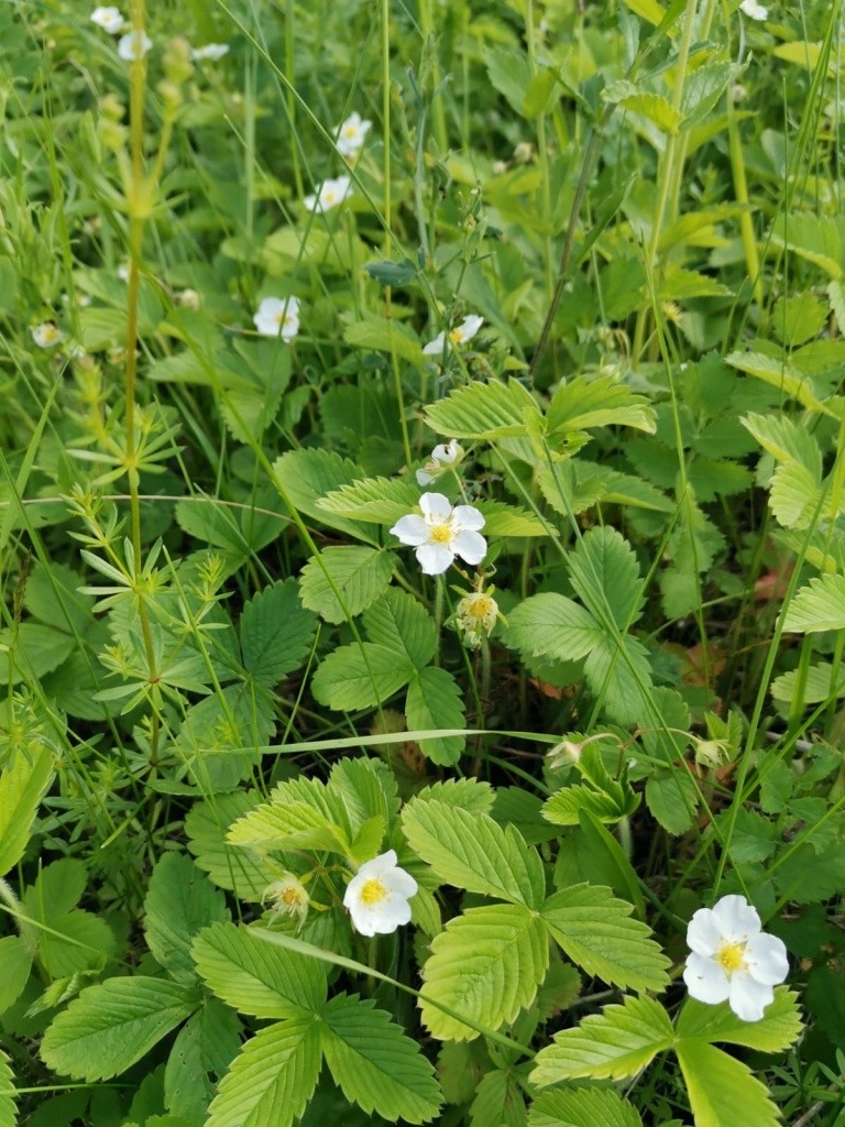 В окрестностях целые заросли луговой клубники.jpg