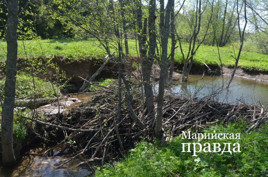 Это уже основательная запруда1.jpg