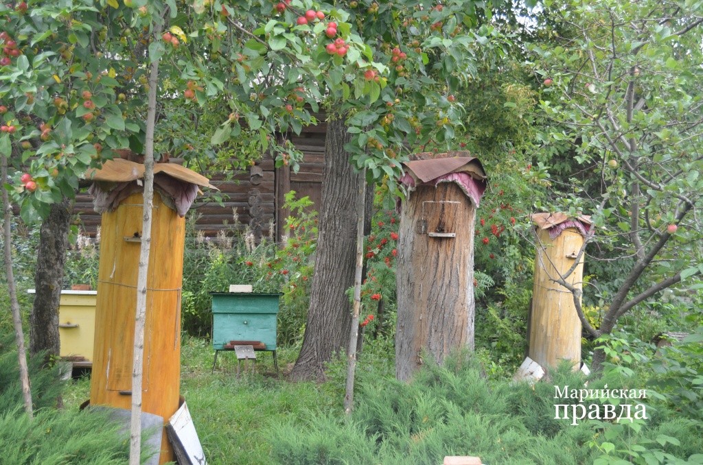 У нас в республике энтузиасты занимаются и колодным пчеловодством 1.jpg