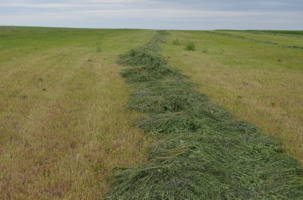 Зеленая масса нынче средненькая.JPG