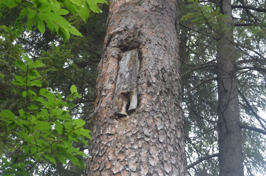 Старинная борть - никто не знает сколько ей лет.JPG