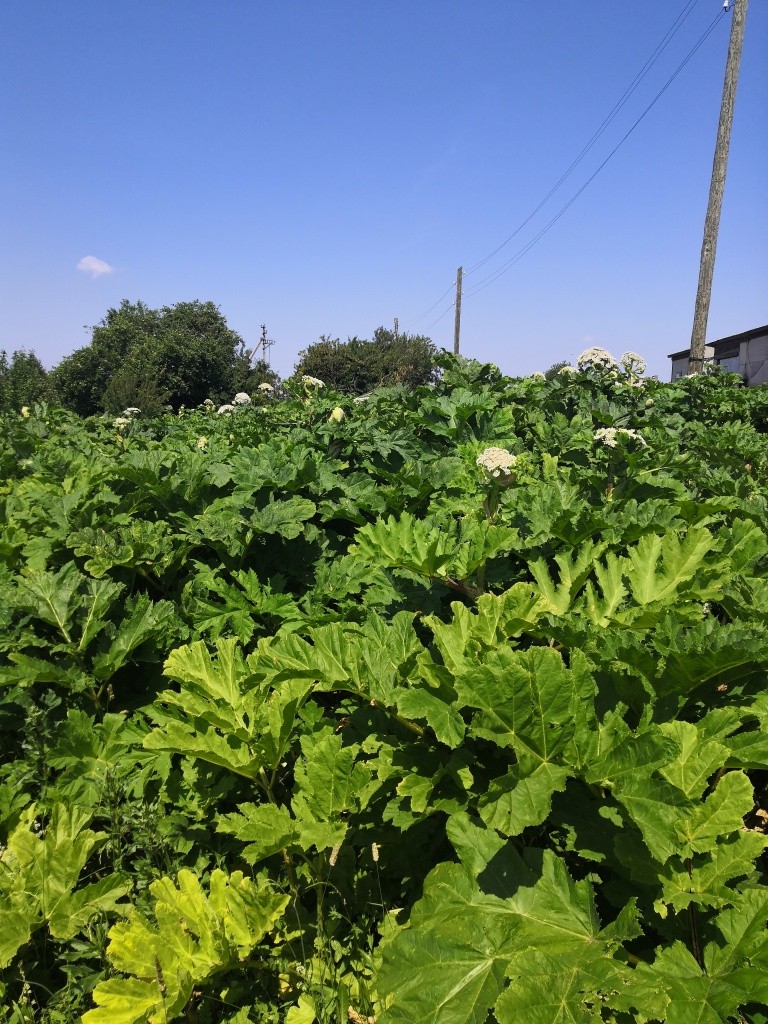 Такие заросли можно встретить во многих местах населенного пункта.jpg