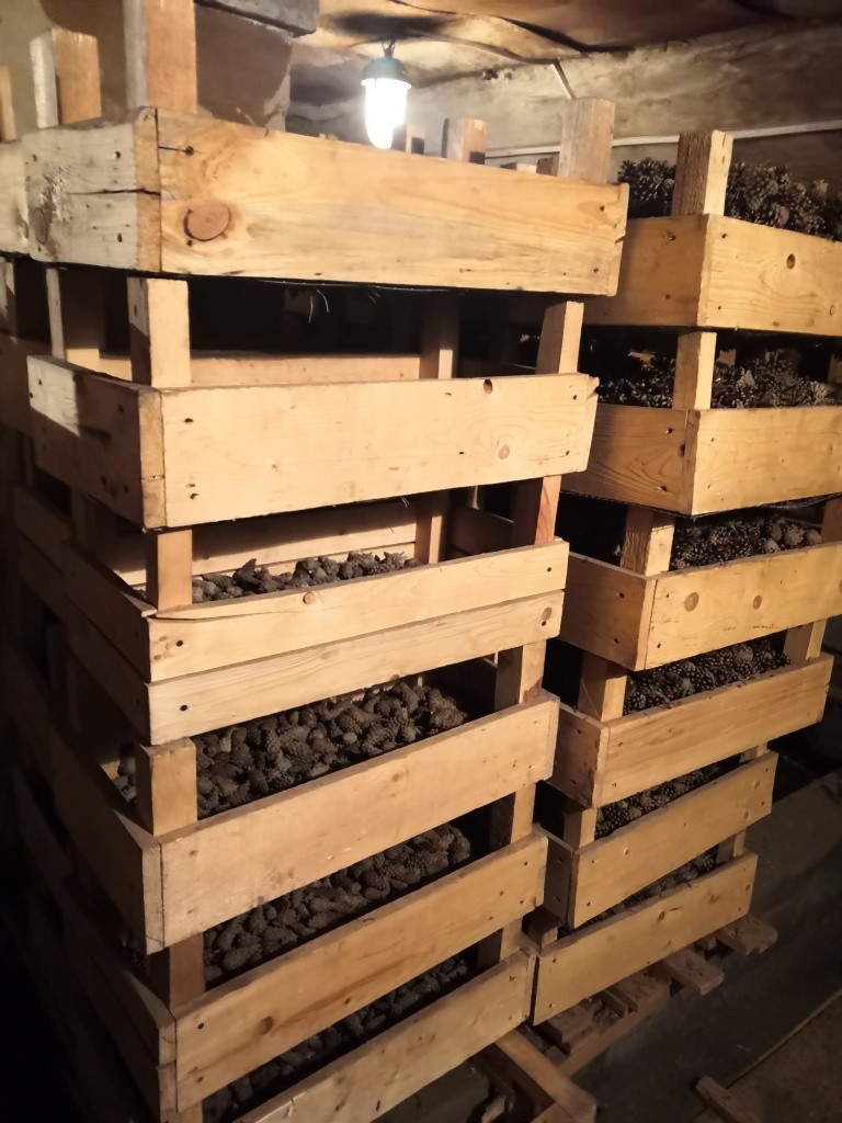 В сушилке под воздействием высокой температуры шишки раскрываются. В сушилке под воздействием высокой температуры шишки раскрываются.jpg