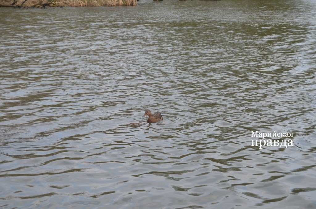 Маруся с удовольствием плавала и чистила перышки, а вот любовные интрижки в ее планы сегодня точно не входили..jpg