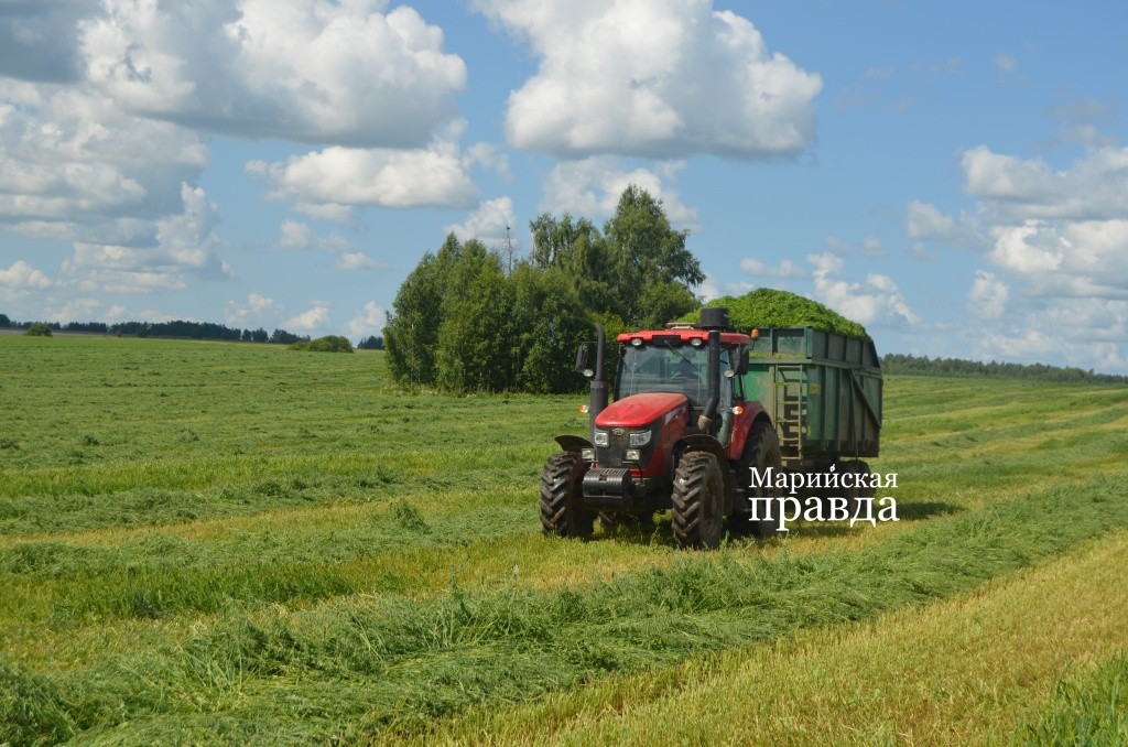 Ни минуты простоя. Заработок механизаторов. занятых на подвозе зеленки. напрямую зависит от количества сделанных рейсов. 1.jpg