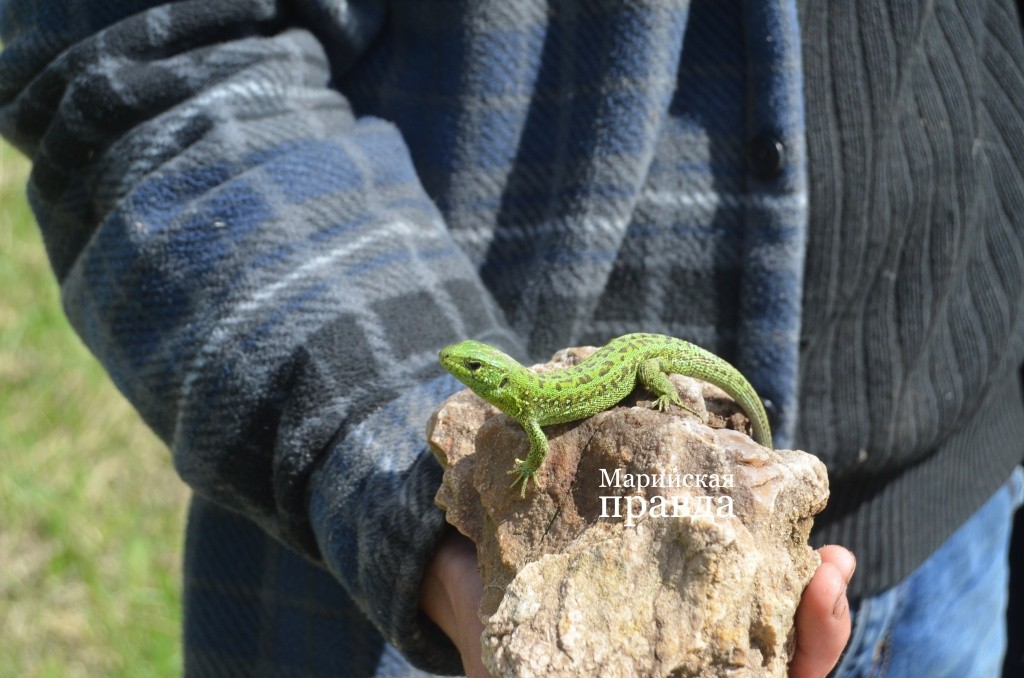 По пути мы встретили вот эту красавицу..jpg