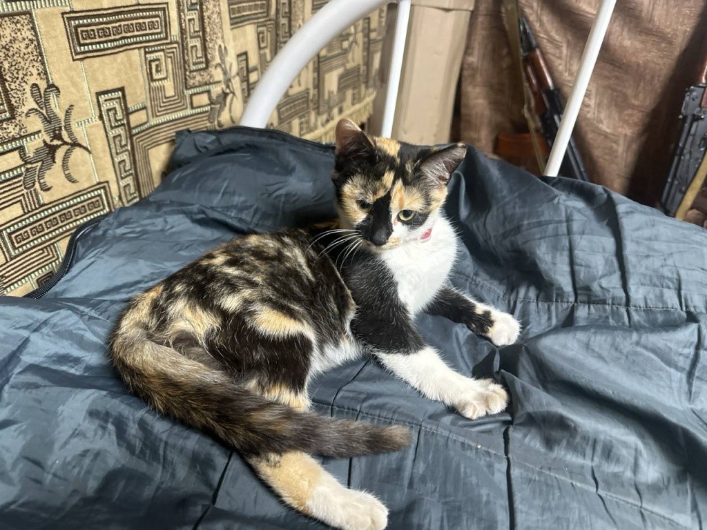 Odna_iz_spasennykh_koshek_po_klichke_Klasa.jpg Odna_iz_spasennykh_koshek_po_klichke_Klasa.jpg