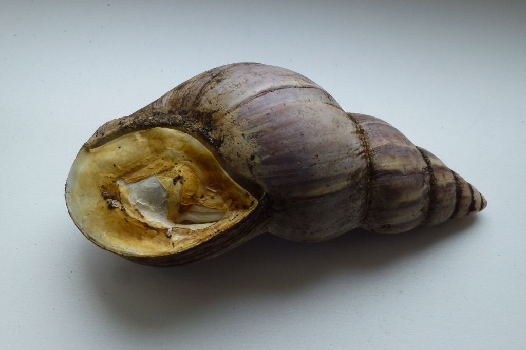 Ахатина 2.JPG